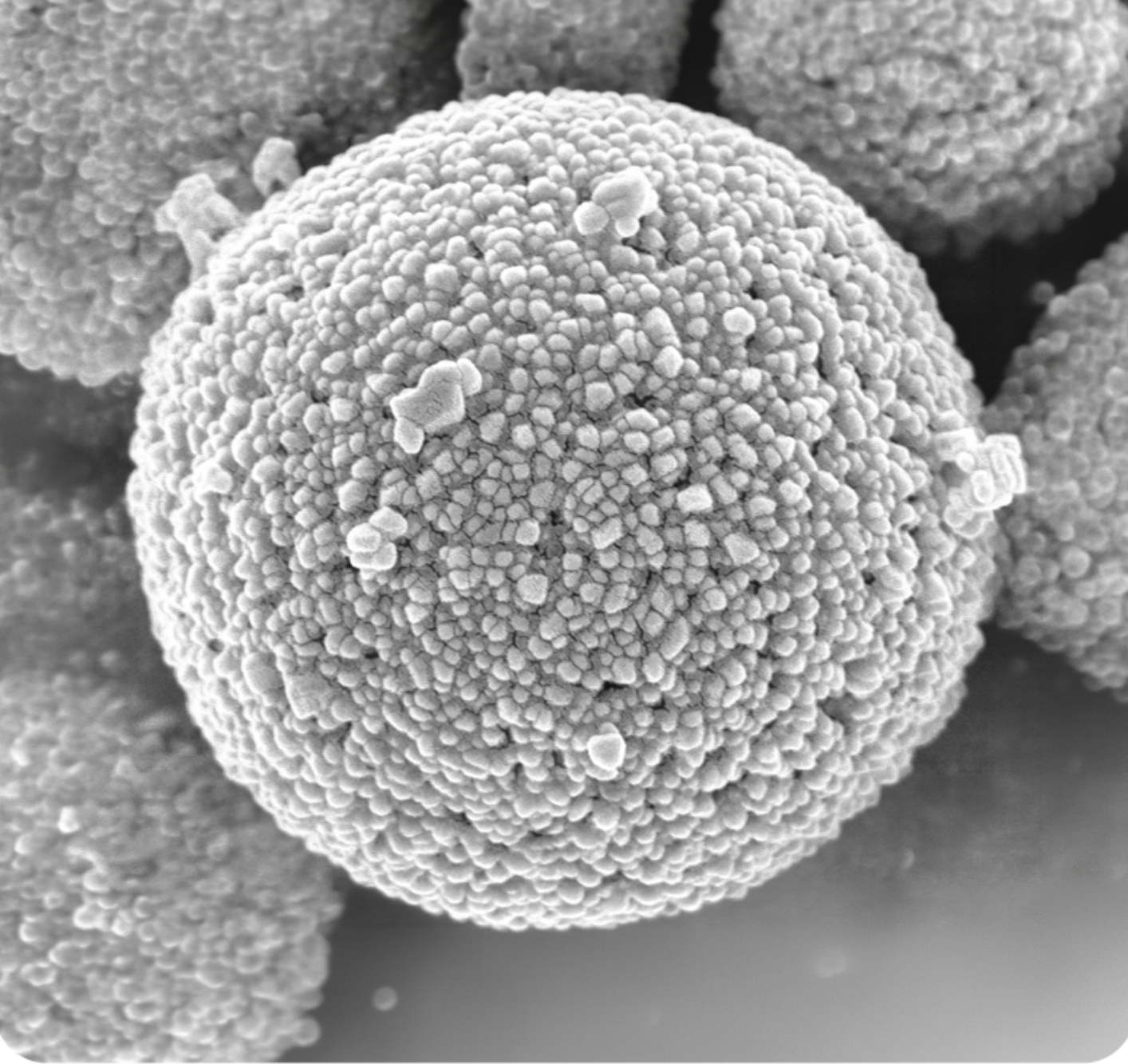 Microscopic image of OMI LnFP cathode material