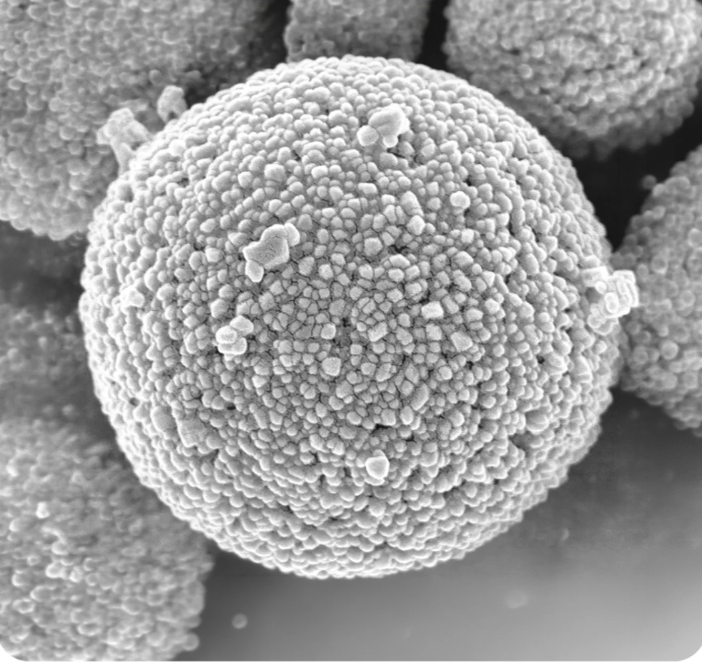 Microscopic image of OMI LnFP cathode material